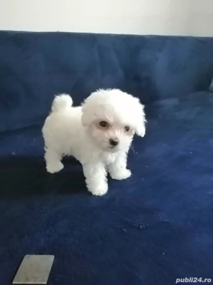 Bichon maltez