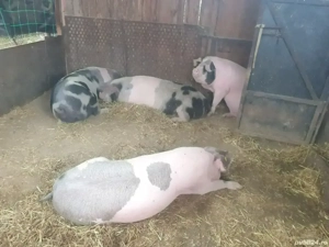 Vand porci de sacrificat - imagine 5 Vand porci de sacrificat - imagine 5