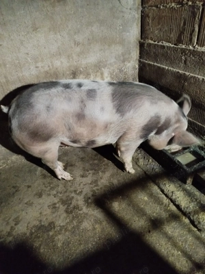 Vind porc crescut bio  - imagine 2