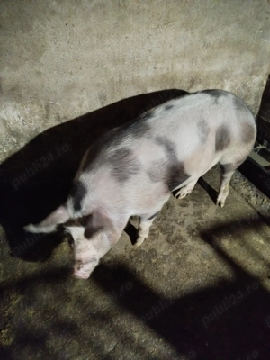 Vind porc crescut bio  - imagine 3