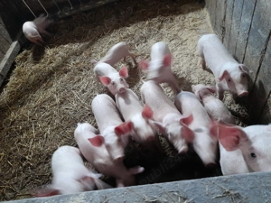 Vand purcei intarcati - imagine 4