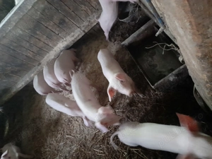 Vand purcei intarcati - imagine 3