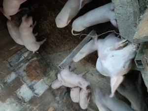 Vand purcei intarcati - imagine 2