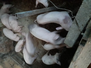 Vand purcei intarcati - imagine 5