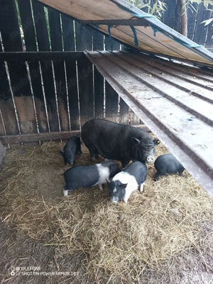 Porci vietnamezi 3 luni