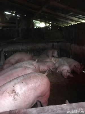Porci de vanzare