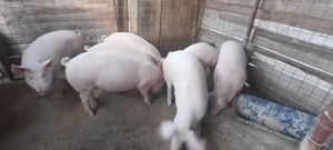 Devânzare 5 porci , 65-85 kg 20 lej kg , aprilie născut tot , cântarul asigurăm , transport nu 