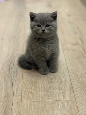 Pui de British Shorthair caută familii iubitoare! - imagine 2