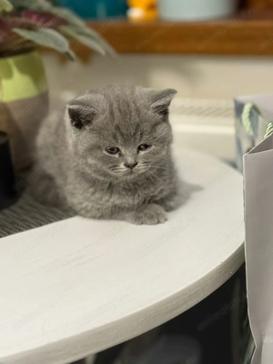 Pui de British Shorthair caută familii iubitoare! - imagine 3