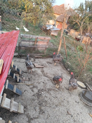 Găini rasa Plymouth Rock Barat  - imagine 3