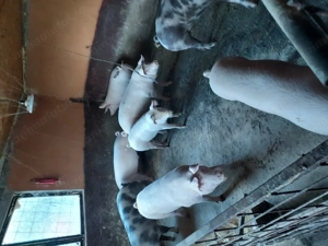 Porci de vînzare - imagine 2 Porci de vînzare - imagine 2