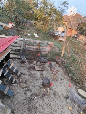 Găini rasa Plymouth Rock Barat 