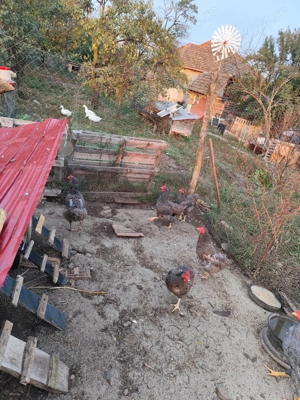 Găini rasa Plymouth Rock Barat  - imagine 2