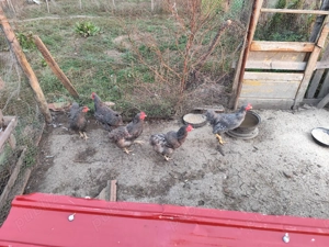 Găini rasa Plymouth Rock Barat  - imagine 5