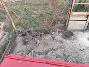 Găini rasa Plymouth Rock Barat  - imagine 4