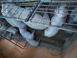 Porci de vînzare - imagine 3 Porci de vînzare - imagine 3