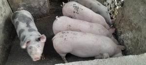 Porci de vânzare. - imagine 3