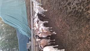 Vând capre 500 lei bucata  - imagine 4