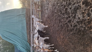 Vând capre 500 lei bucata 