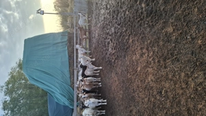 Vând capre 500 lei bucata  - imagine 2