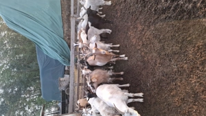 Vând capre 500 lei bucata  - imagine 3