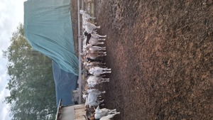 Vând capre 500 lei bucata  - imagine 5