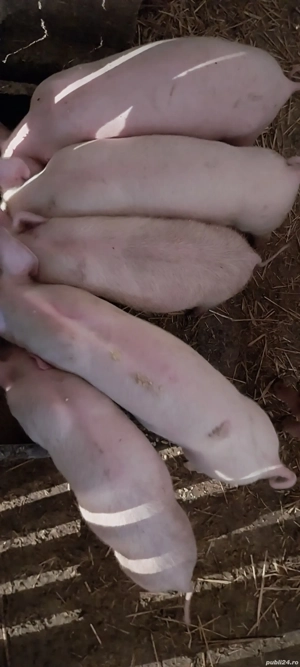 Vand purcei  - imagine 2 Vand purcei  - imagine 2