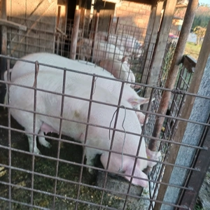 Porci de vanzare 
