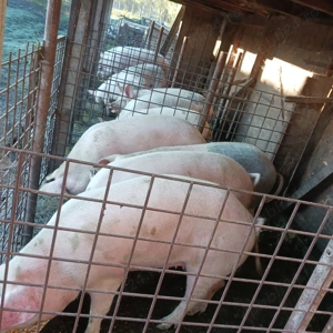 Porci de vanzare  - imagine 3