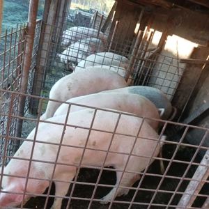 Porci de vanzare  - imagine 2