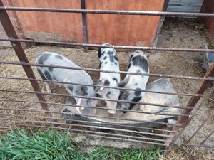 Vând Purcei de 4 luni - imagine 3