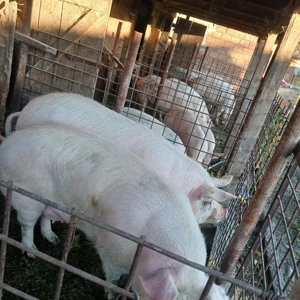 Porci de vanzare  - imagine 5