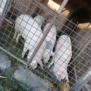Porci de vanzare  - imagine 4