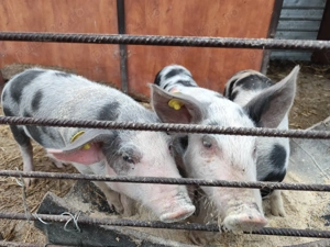 Vând Purcei de 4 luni - imagine 2