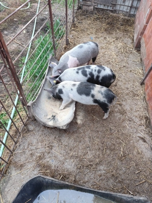 Vând Purcei de 4 luni - imagine 4