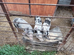 Vând Purcei de 4 luni - imagine 5