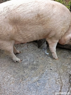 Vand porc  - imagine 2 Vand porc  - imagine 2