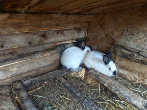 Iepuri Californian femele și masculi - imagine 4