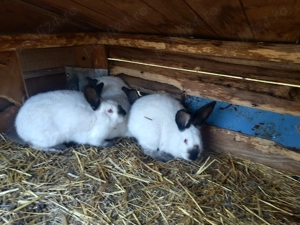 Iepuri Californian femele și masculi