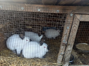 Iepuri Californian femele și masculi - imagine 3