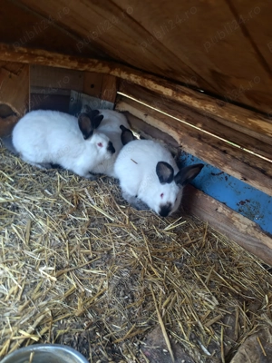 Iepuri Californian femele și masculi - imagine 5