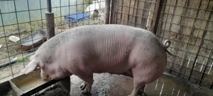 Purcea de vânzare  - imagine 2