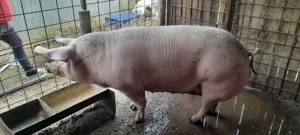 Purcea de vânzare  - imagine 5