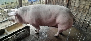 Purcea de vânzare  - imagine 4