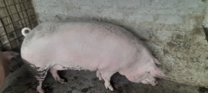 Purcea de vânzare  - imagine 3