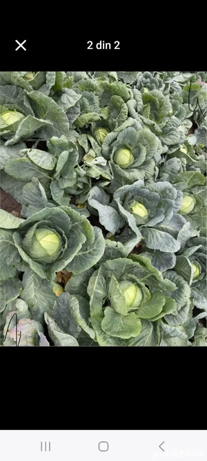 Vând varză de Buzău 