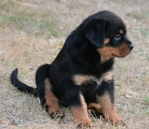 Disponibili catei de Rottweiler.
