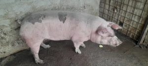 Purce de vânzare  - imagine 3