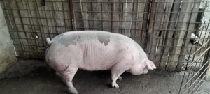 Purce de vânzare  - imagine 4