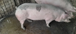 Purce de vânzare  - imagine 2